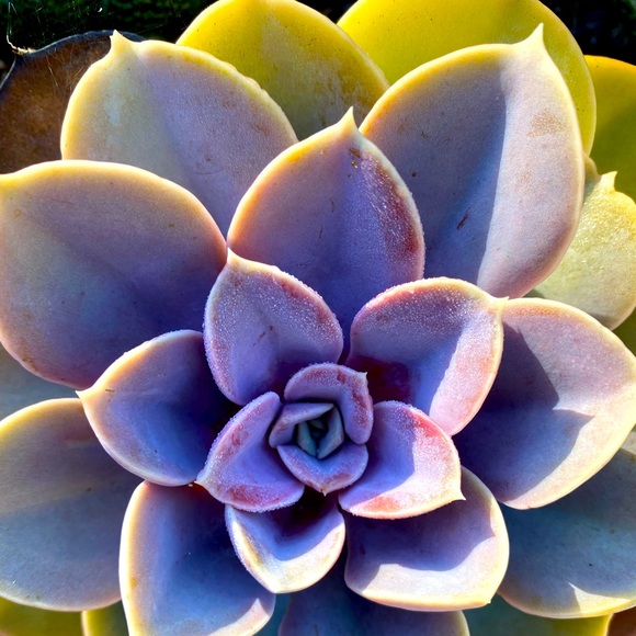 Meet your Posher, U.D - Picture 1 of 1